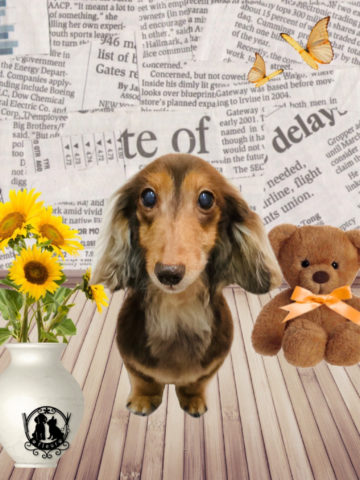 ミニチュアダックス