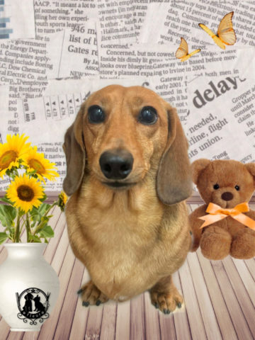 ミニチュアダックス