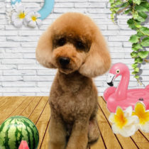 ミニチュアプードル