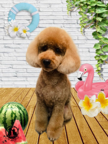 ミニチュアプードル