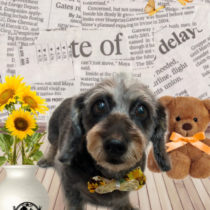 ミニチュアダックス