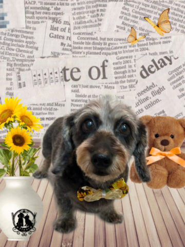 ミニチュアダックス