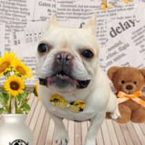 フレンチブルドッグ