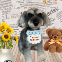 ミニチュアシュナウザー