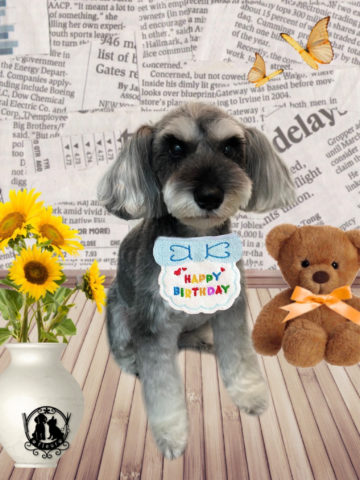 ミニチュアシュナウザー