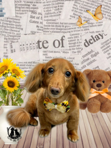 ミニチュアダックス