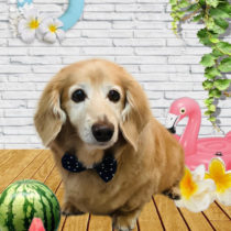 ミニチュアダックス