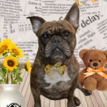 フレンチブルドッグ