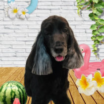 イングリッシュコッカースパニエル