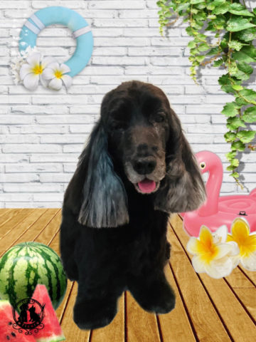 イングリッシュコッカースパニエル