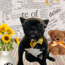 フレンチブルドッグ