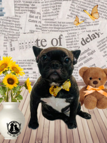 フレンチブルドッグ