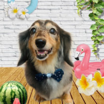 ミニチュアダックス