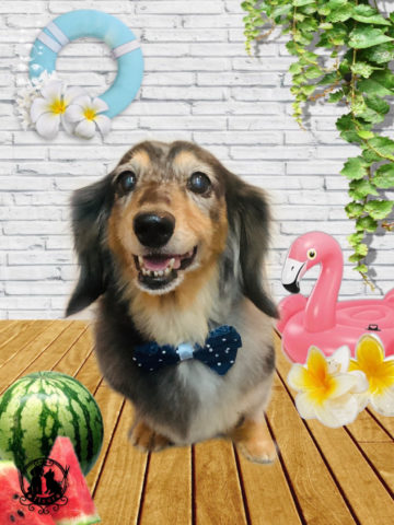 ミニチュアダックス