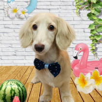 ミニチュアダックス