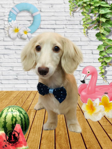 ミニチュアダックス