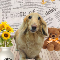 ミニチュアダックス