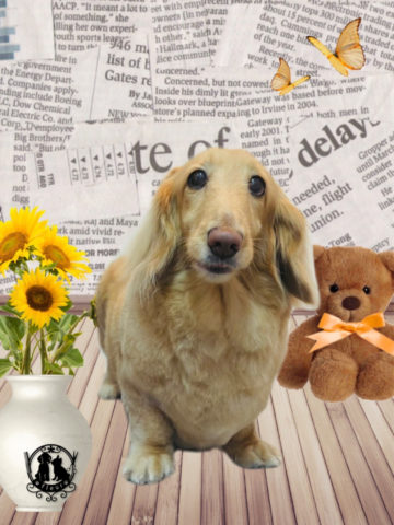 ミニチュアダックス