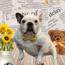 フレンチブルドッグ