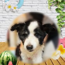 ボーダーコリー