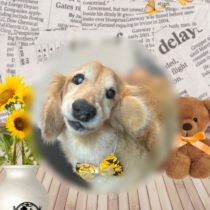 ミニチュアダックス