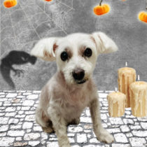 ミニチュアシュナウザー