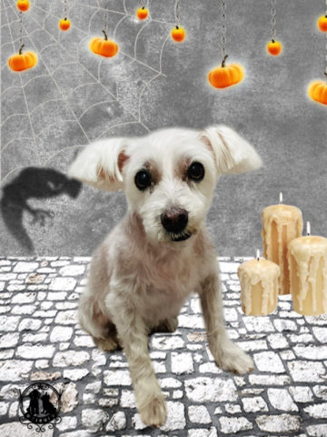 ミニチュアシュナウザー