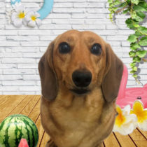 ミニチュアダックス