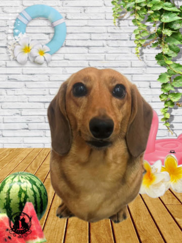 ミニチュアダックス