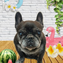 フレンチブルドッグ