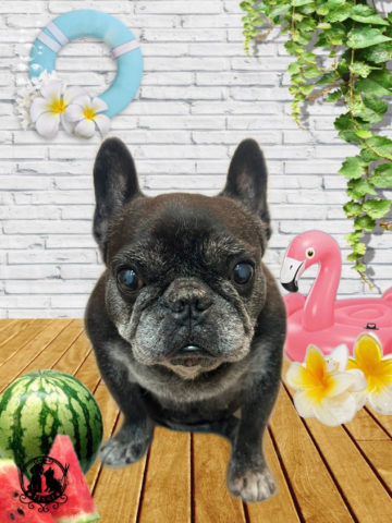 フレンチブルドッグ