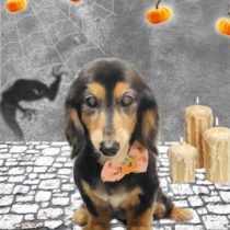 ミニチュアダックス