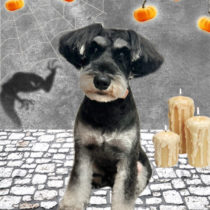 ミニチュアシュナウザー