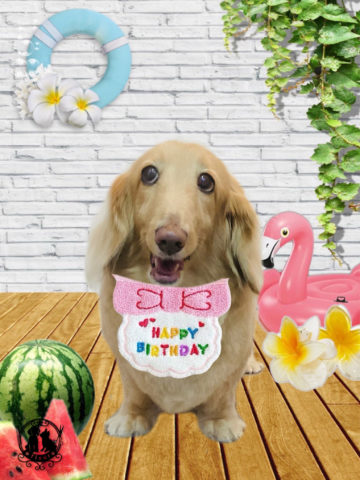 ミニチュアダックス