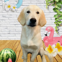 ゴールデンレトリバー