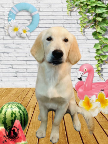 ゴールデンレトリバー