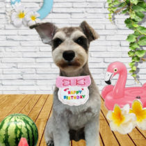 ミニチュアシュナウザー