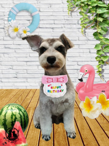 ミニチュアシュナウザー