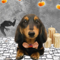 ミニチュアダックス