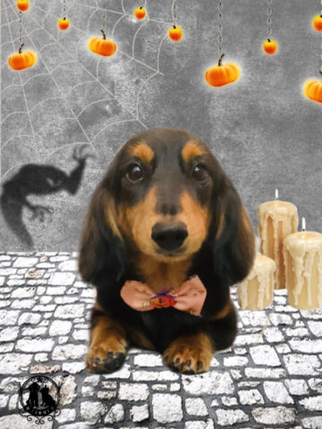 ミニチュアダックス