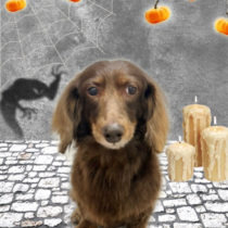 ミニチュアダックス