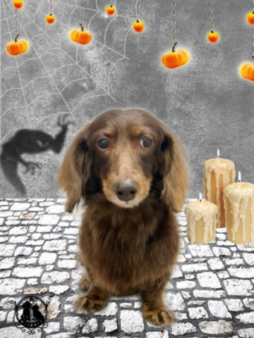 ミニチュアダックス