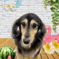 ミニチュアダックス