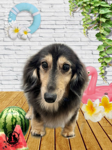 ミニチュアダックス