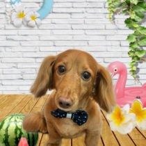 ミニチュアダックス