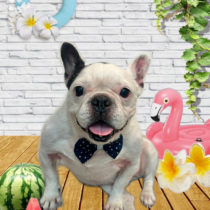 フレンチブルドッグ