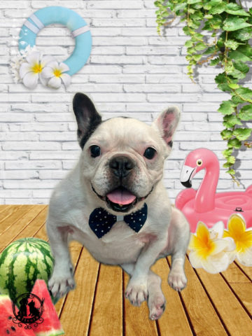 フレンチブルドッグ