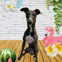 イタリアングレーハウンド