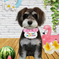 ミニチュアシュナウザー