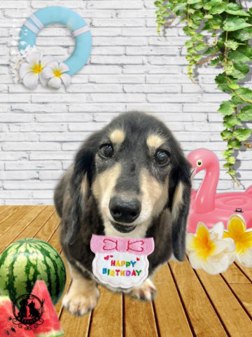 ミニチュアダックス